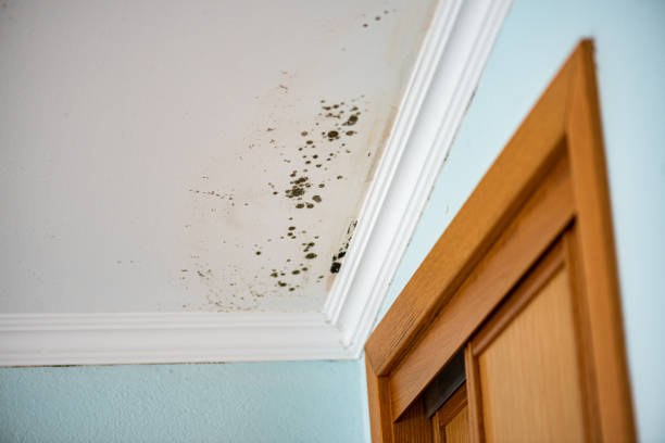 Best Mold Remediation  in Portland, TX